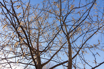 Spring aspen tree on a background of blue sky