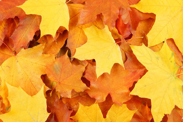Autumn maple leaves texture