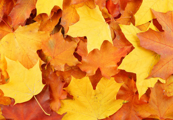 Naklejka na ściany i meble Maple leaves background