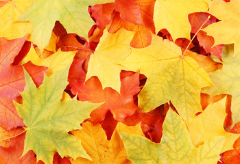 Naklejka na ściany i meble Red and yellow maple leaves background