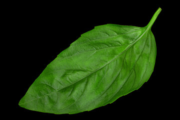 Green basil herb isolated