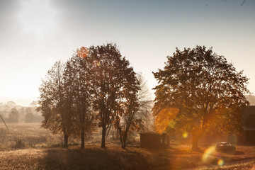 Beautiful morning autumn foggy sunny field with golden trees