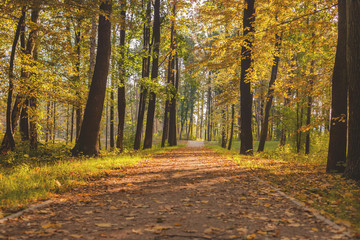Yellow tree leaves in October.