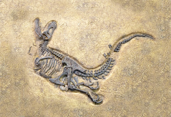 Tyrannosaurus rex fossil, selective focus. T.rex was one of the largest meat-eating dinosaurs that...