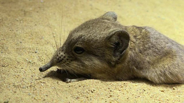 Elefantenspitzmaus 01