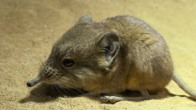 Elefantenspitzmaus 02