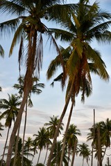 palm trees on beach