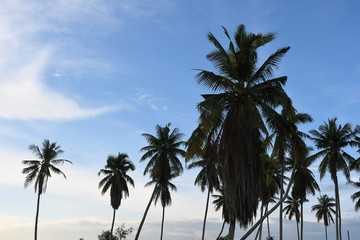 palm trees on beach