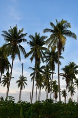 Obraz na płótnie Canvas palm trees on beach