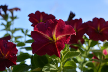 Vibrant bright petunia flowers. Closeup view.