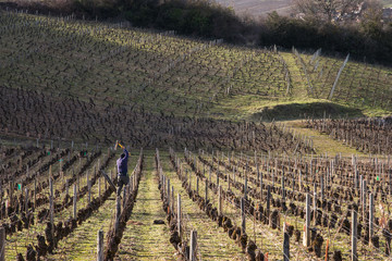 Un homme travaillant dans les vignes en hiver. L'entretien des piquets et des rangs vignes en hiver.