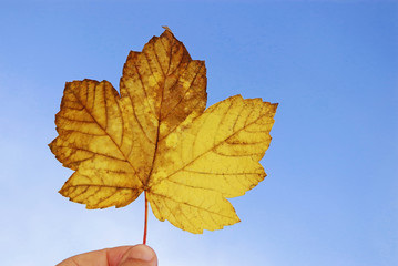 hand holding a gold colored maple leaf in front of blue sky