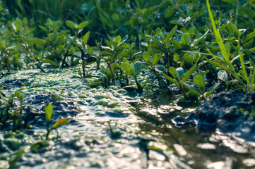 European, Water Speedwell or Brooklime (Veronica Beccabunga), a Succulent Herb with Blue Flowers, Evergreen Leaves Growing in a Wet Area on the Margin of a Brook. Was Used as Remedy for Land Scurvy.