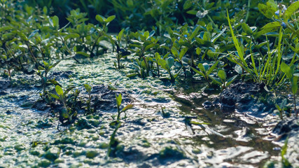 European, Water Speedwell or Brooklime (Veronica Beccabunga), a Succulent Herb with Blue Flowers, Evergreen Leaves Growing in a Wet Area on the Margin of a Brook. Was Used as Remedy for Land Scurvy.