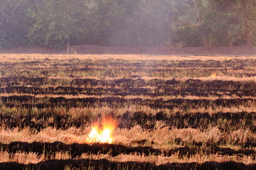 Burn dry straw in the field on the side of the road in Thailand