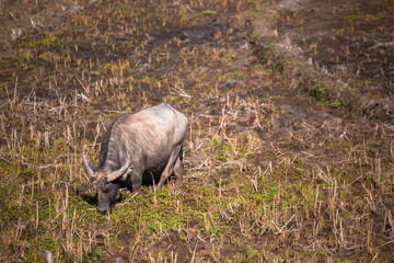 Water buffalo in early planting season of terrace rice paddy field in Sapa Lao Cai Vietnam Indochina