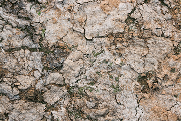 Naklejka premium Natural background of cracked mixture of earth, clay and sand on the shore of the lake.