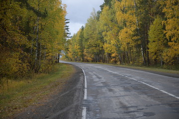 road in forest