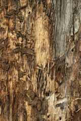 Rustic pattern with old wood of bark of a tree. Grunge wooden background. Texture of bark. Nature backgrounds. Brown tree trunk, stump.