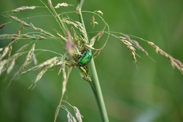 paddy pest on the grains