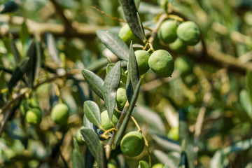 Fruits and olive leaves on the branches, sunny day