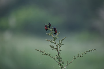 insects sitting on a branch