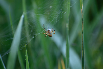 spider on web