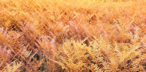 Autumn orange colorful thickets of fern background