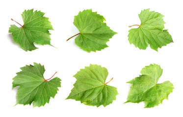 Set of fresh green grape leaves on white background