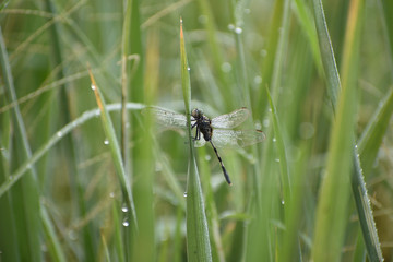 dragonfly on blade of grass
