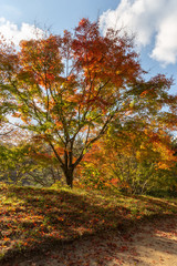 日本の秋の風景、もみじと色づき始めた山々