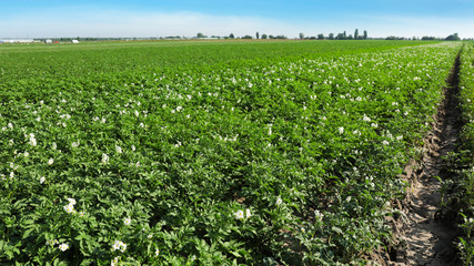 Fototapeta na wymiar Beautiful field with blooming potato bushes on sunny day