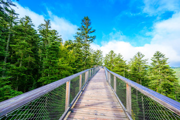 Treetop walk in Black Forest with 40m high Lookout tower located at Sommerberg, Bad Wildbad -...