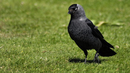 Raven on grass inquisitive