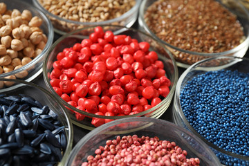 Petri dishes with treated seeds on table, closeup. Laboratory analysis