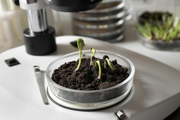 Petri dish with soil and sprouted seeds under microscope in laboratory. Phytopathological testing of plants