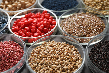 Fototapeta premium Petri dishes with treated seeds on table, closeup. Laboratory analysis