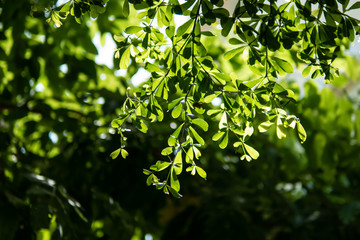 Fototapeta na wymiar Tree branches in sun light background