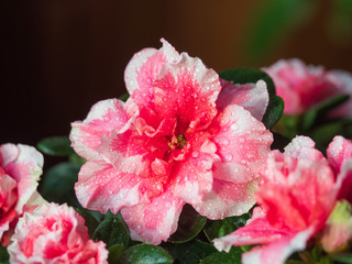 Azalea flowers close-up. Houseplants. Interior decoration. 