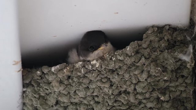 House Martin young in nest on building wall.