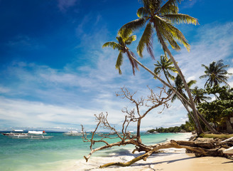 Alona beach is an idyllic beach with turquoise waters and palm trees at Panglao Island, Bohol,...