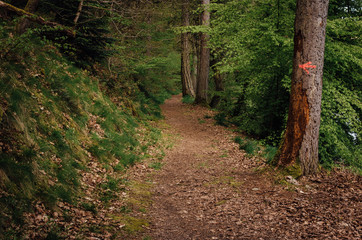 un chemin dans la forêt. Un chemin forestier. Un sentier dans les bois.