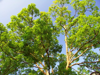 秋空と公園の楠木