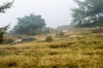 Fototapeta premium Ilkley moor in the autumn fog