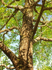 秋の公園の銀杏の木