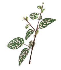 Bright green leaves with white stripes isolated on white background,