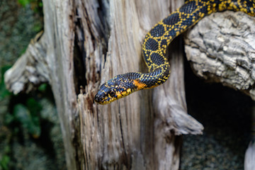 The horseshoe whip snake (Hemorrhois hippocrepis) in a terrarium