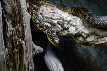 The horseshoe whip snake (Hemorrhois hippocrepis) in a terrarium