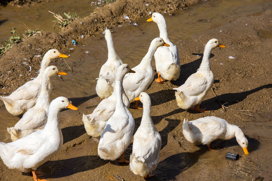 Sawa Bilder Durchsuchen 659 Archivfotos, und Videos