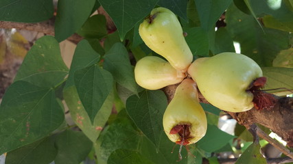 Syzygium aqueum, a fruit with a fairly high water content, used to live in the southeast Asia region with a tropical climate
